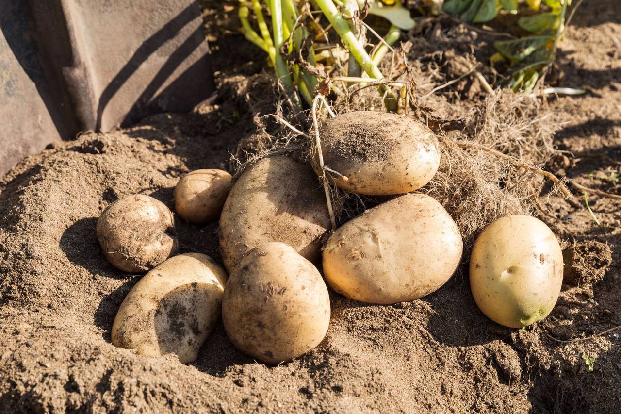 Pommes de terre de semence du GAEC de GRUEL