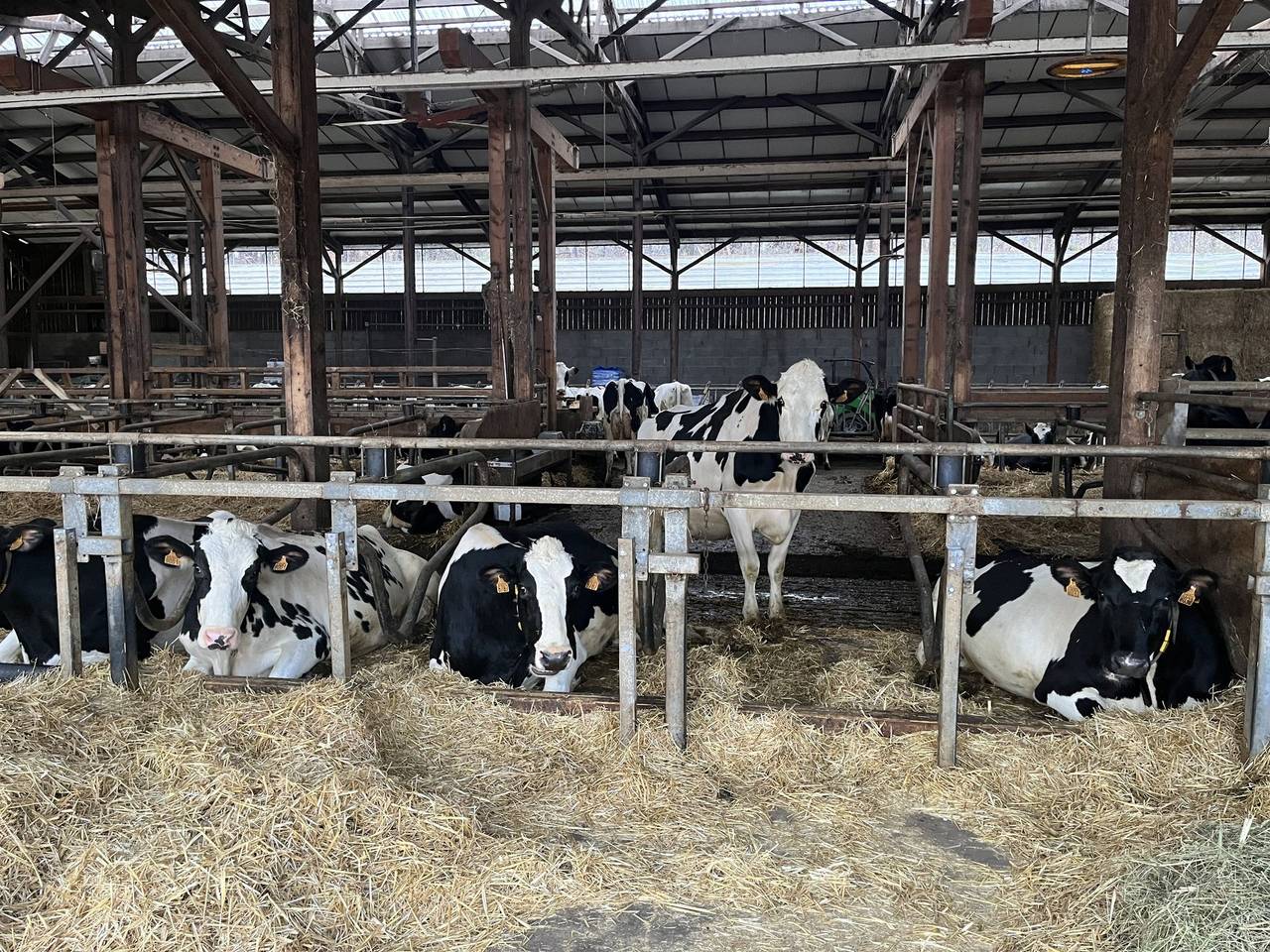Élevage laitier au GAEC de Gruel