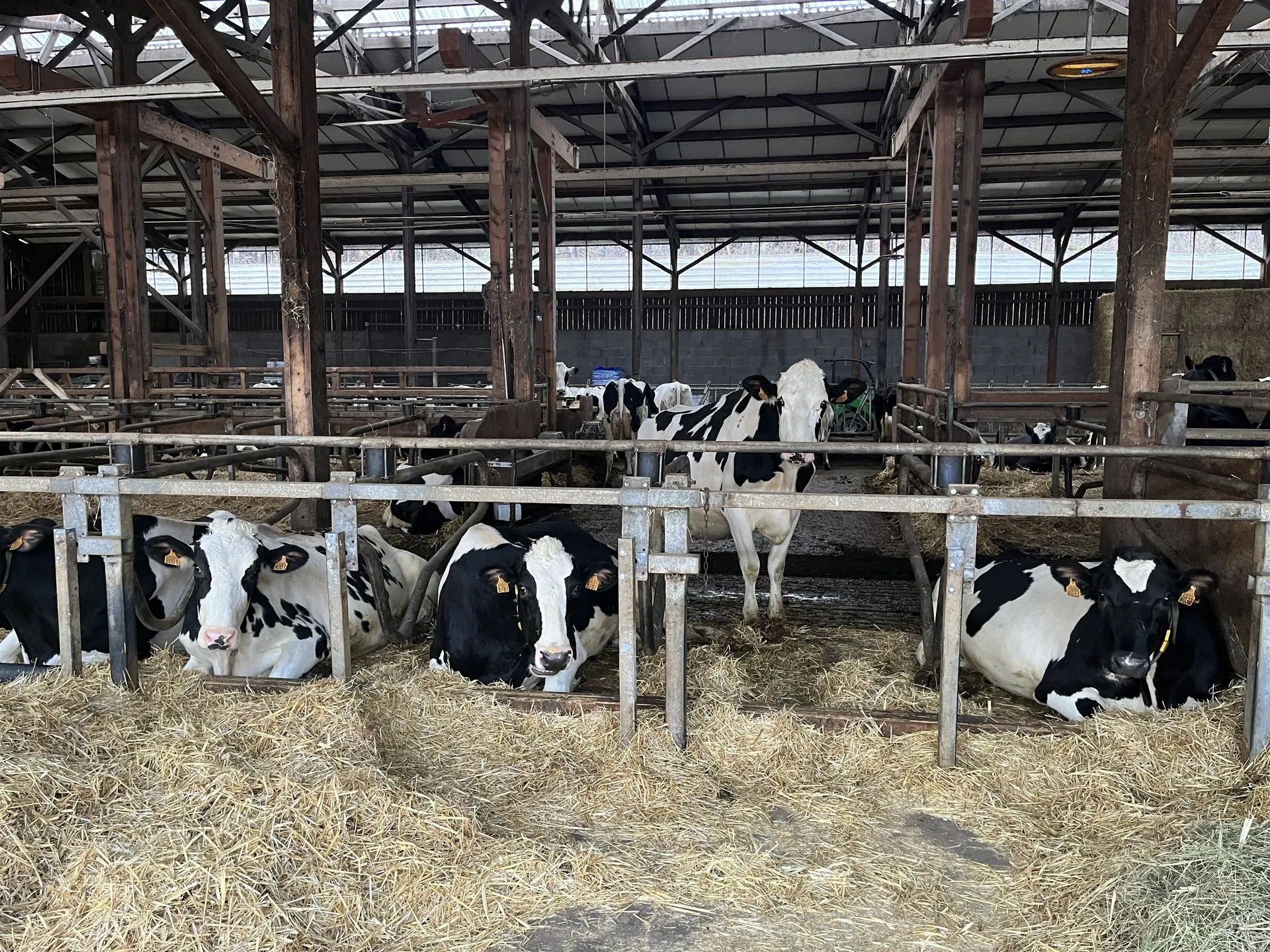 Élevage laitier