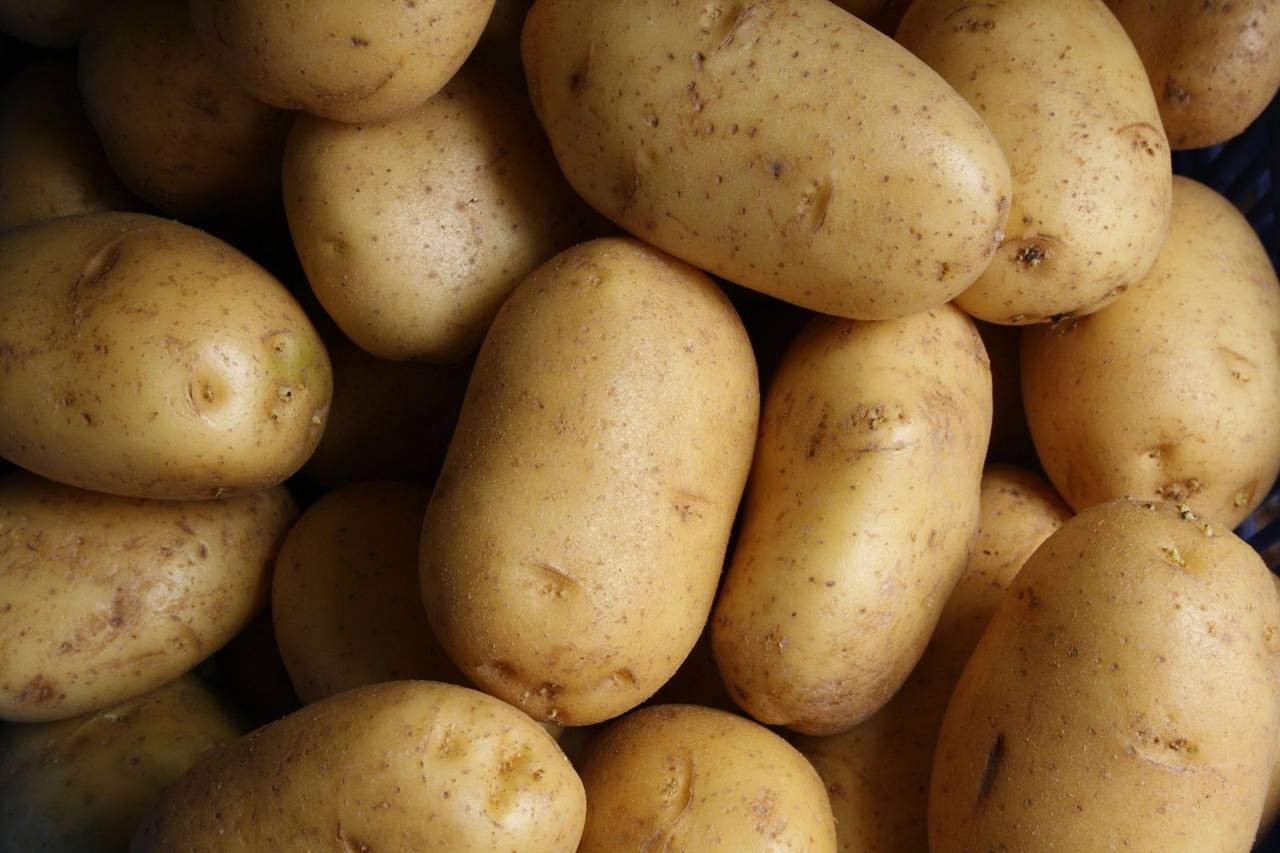 Pommes de terre de consommation du GAEC de GRUEL