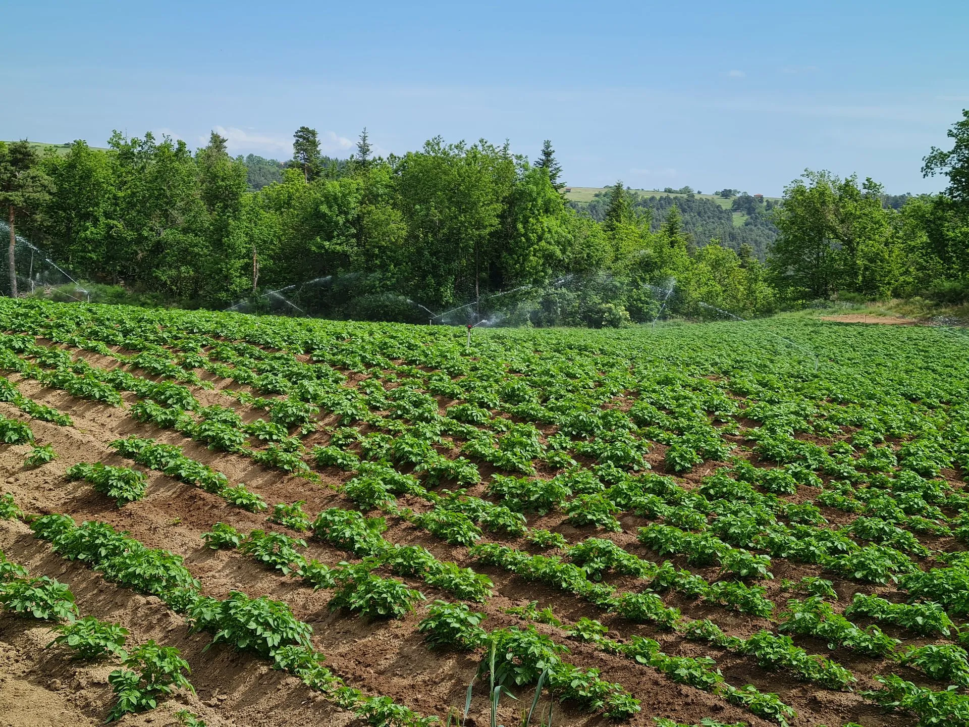 C'est quoi la ratte primeur ?