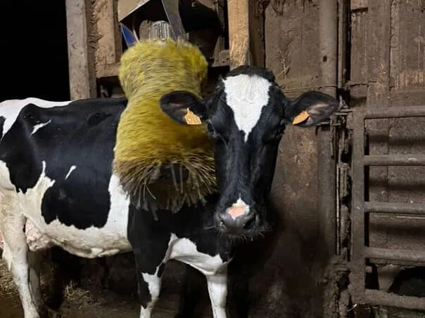 Traite robotisée au GAEC de Gruel